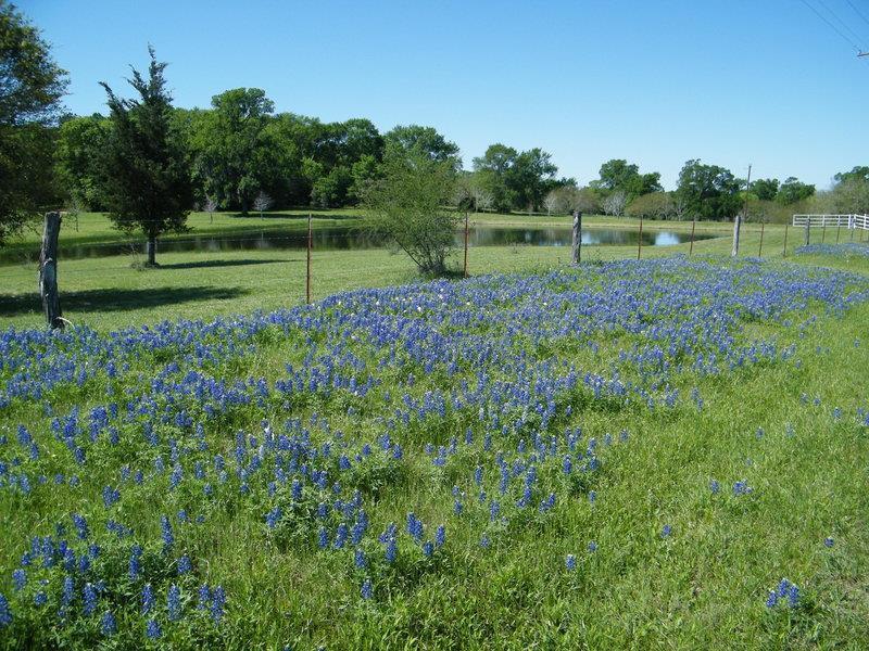 Best Western Inn Of Brenham Εξωτερικό φωτογραφία